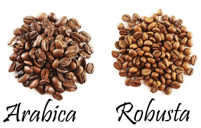 Sự khác biệt giữa cà phê Arabica và cà phê Robusta