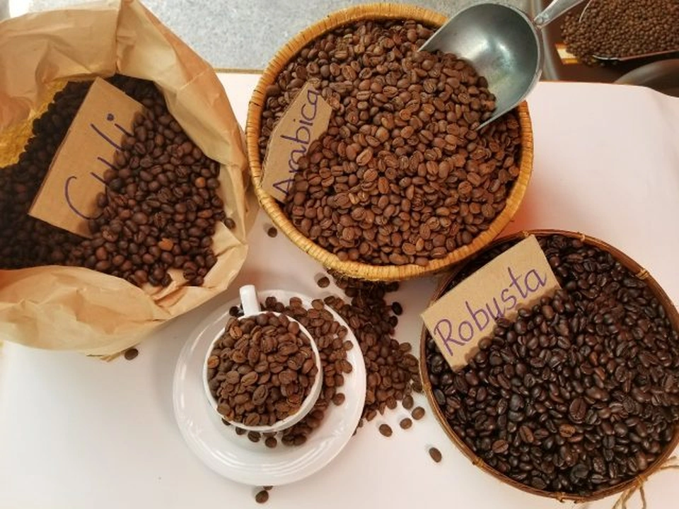 Sự khác nhau giữa 2 cách pha cà phê arabica và robusta