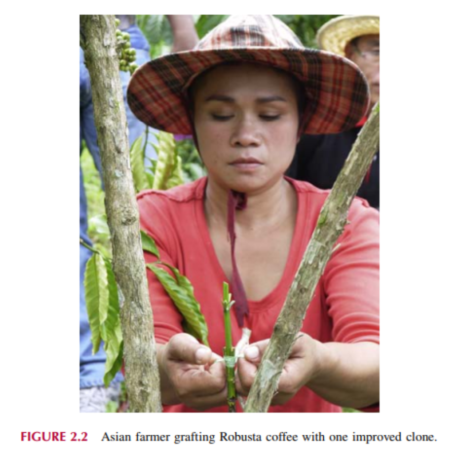Nông dân châu Á ghép cà phê Robusta với một dòng cải tiến.
