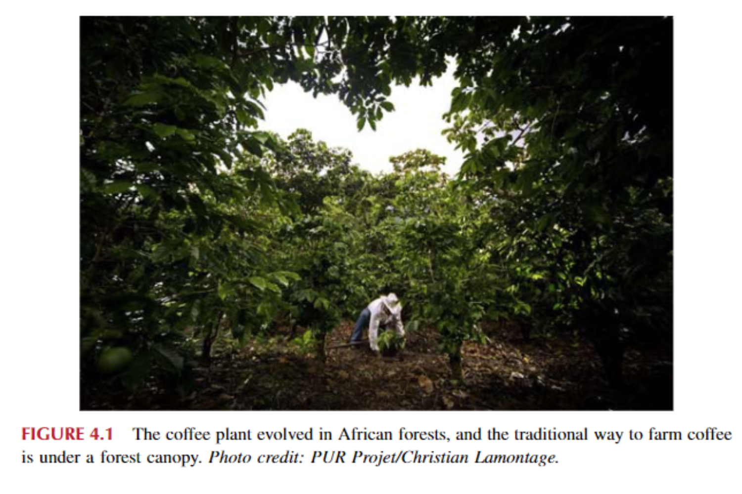 Cây cà phê phát triển ở các khu rừng châu Phi và cách trồng cà phê truyền thống là dưới tán rừng