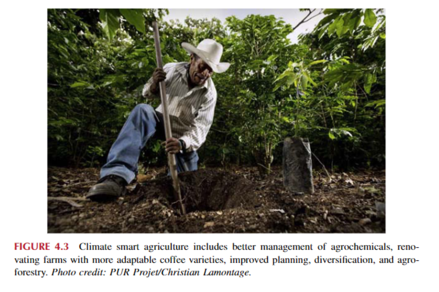 Nông nghiệp thông minh với khí hậu bao gồm quản lý tốt hơn hóa chất nông nghiệp, cải tạo trang trại với các giống cà phê thích ứng hơn, cải thiện quy hoạch, đa dạng hóa và nông lâm kết hợp.