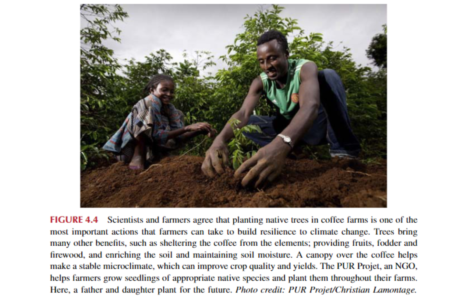 Các nhà khoa học và nông dân đồng ý rằng trồng cây bản địa tại các trang trại cà phê là một trong những hành động quan trọng nhất mà nông dân có thể thực hiện để xây dựng khả năng chống chịu trước biến đổi khí hậu. Cây cối còn mang lại nhiều lợi ích khác như che chở cho cà phê khỏi các tác nhân thời tiết; cung cấp trái cây, thức ăn gia súc và củi, đồng thời làm giàu đất và duy trì độ ẩm cho đất. Một tán cây cà phê giúp tạo ra vi khí hậu ổn định, có thể cải thiện chất lượng và năng suất cây trồng. Dự án PUR, một tổ chức phi chính phủ, giúp nông dân trồng cây giống các loài bản địa thích hợp và trồng chúng khắp trang trại của họ. Ở đây, một người cha và con gái trồng cây cho tương lai.
