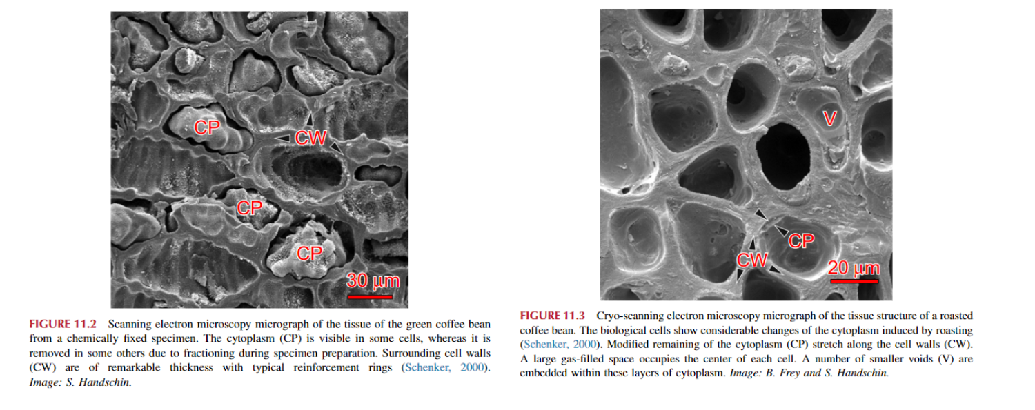 Kính hiển vi điện tử quét vi mô mô của hạt cà phê xanh từ một mẫu cố định về mặt hóa học. Tế bào chất (CP) có thể nhìn thấy được ở một số tế bào, trong khi nó bị loại bỏ ở một số tế bào khác do sự phân đoạn trong quá trình chuẩn bị mẫu vật. Thành tế bào xung quanh (CW) có độ dày vượt trội với các vòng gia cố điển hình (Schenker, 2000).