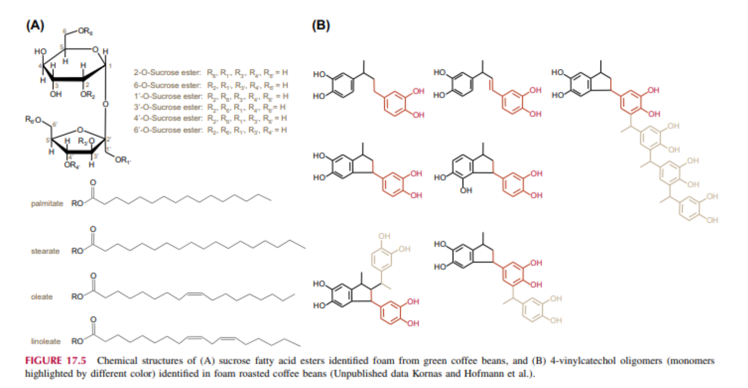 Cấu trúc hóa học của (A) este axit béo sucrose được xác định là bọt từ hạt cà phê xanh và (B) oligome 4-vinylcatechol (monome được đánh dấu bằng màu khác nhau) được xác định trong hạt cà phê rang tạo bọt