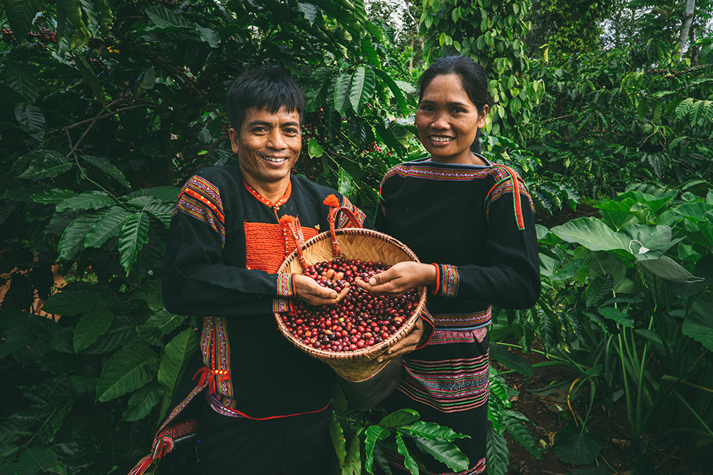 Thu Hoạch Và Phơi Khô Hạt Cà Phê